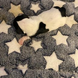 Dachshund Puppies from KS FUREVER MINI DOXIES