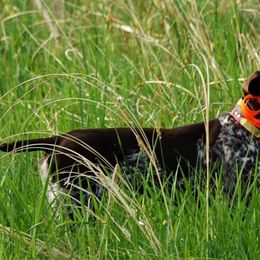 German Shorthaired Pointer All Grown Up from Blue Hill Gun Dogs