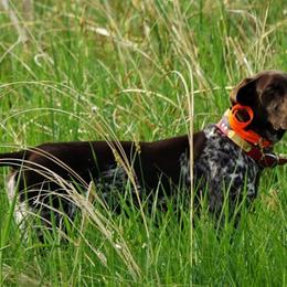 German Shorthaired Pointer All Grown Up from Blue Hill Gun Dogs