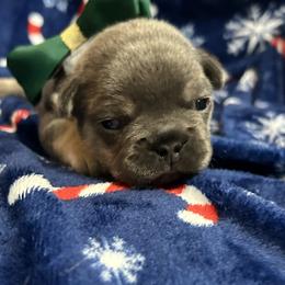 Cooper - Blue male French Bulldog puppy in Peru, Indiana from Angie's Little Bostons And Frenchies