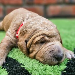 TWIX - Apricot male Goldendoodle puppy in Harris County, Texas from Cute & Curly Doodles