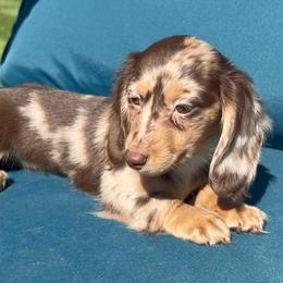 Ziva's Chocolate and Cream Dapple girl - Dapple female Dachshund puppy in Kalama, Washington from Dazzling Doxies