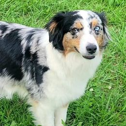 Miniature Australian Shepherds from Elemental Mini Aussies