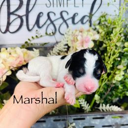 Marshal - Phantom male Pyredoodle puppy in Bowling Green, Ohio from FDF Pyredoodles & Bernedoodles