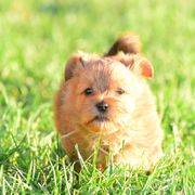 Shih Tzu and Shorkie Puppies from Nana's Happy Pups