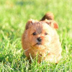 Shih Tzu and Shorkie Puppies from Nana's Happy Pups