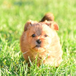 Shih Tzu and Shorkie Puppies from Nana's Happy Pups