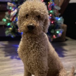 Cody - Goldendoodle