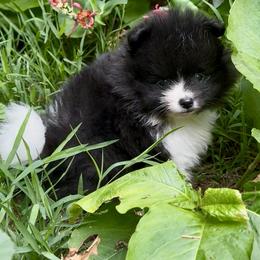 Black and White Parti Boy 4wks - Black parti male Pomeranian puppy in Madison, Ohio from PawSitive Therapy Pomeranians