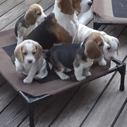 Beagle Puppies from Bullock 's Beagles