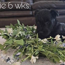 Scottish Terrier Puppies from Johnson's Highland Terriers
