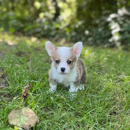 Rory - White and red female Pembroke Welsh Corgi puppy in Hope, Arkansas from Foxy Knoll Farm