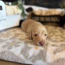 Honey - Cream female Dachshund puppy in Morristown, Tennessee from Hillside Hounds