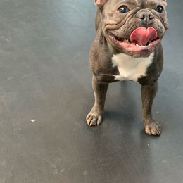 Millie - French Bulldog