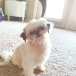 Shih Tzu Puppies from Willow Lane Shih Tzus