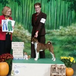 Immy - Basenji