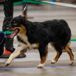 Australian Shepherd All Grown Up from Majestic Skyes Aussies