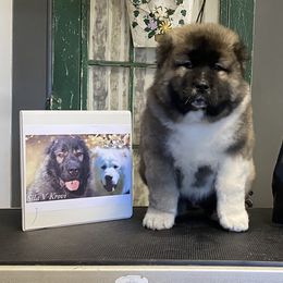 Caucasian Shepherd Dog Puppies from Sila V Krovi