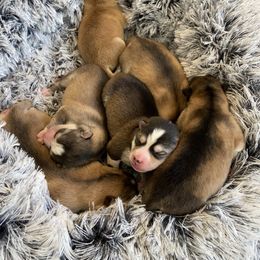 Pomsky Puppies from Goodness Gracious Pomskies