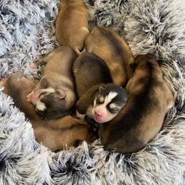 Pomsky Puppies from Goodness Gracious Pomskies
