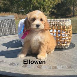 Ellowen - Apricot female Goldendoodle puppy in Estesburg, Kentucky from Wet Goldendoodle Kisses