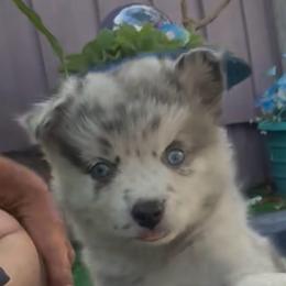 Galaxy - Merle female Pomsky puppy in Spring Hill, Florida from PDQ Pomskies