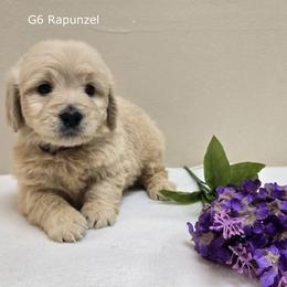 Girl 6 - Cream female Goldendoodle puppy in Milford, Michigan from Servant Kennel