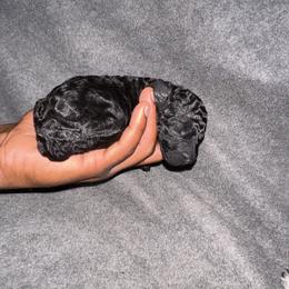 Girl 2 - Black female Poodle puppy in Fort Lauderdale, Florida from SoFlo Standard Poodles
