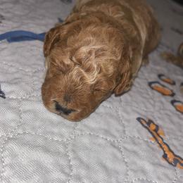 Cavapoo, Cockapoo, Goldendoodle, and Maltipoo Puppies from Perdue Puppies