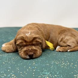 Dottie - Caramel female Australian Labradoodle puppy in Sacramento, California from Little Farmstead Labradoodles