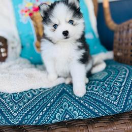 Topo Chico - Black and white male Pomsky puppy in Yavapai County, Arizona from Pawsh Pomskies