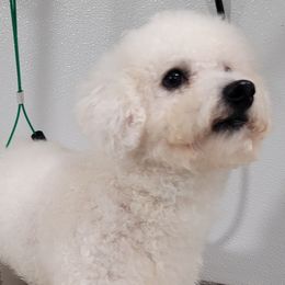 Ransom - Bichon Frise
