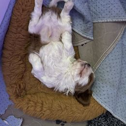 Cavalier King Charles Spaniel Puppies from Sunshine State Cavaliers
