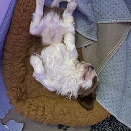 Cavalier King Charles Spaniel Puppies from Sunshine State Cavaliers