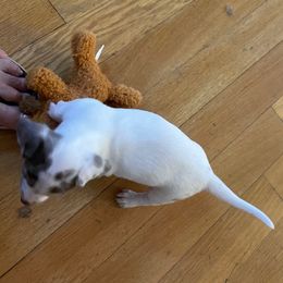 Boy 1 - Dapple male Dachshund puppy in Hotchkiss, Colorado from Becky's Dachshunds