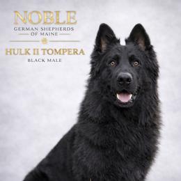 HULK II TOMPERA - German Shepherd