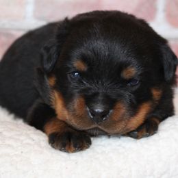 Red girl - Black and mahogany female Rottweiler puppy in Auburn, California from Vom Haus Flores