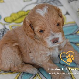 Cockapoo Puppies from Chesley Hill Cockapoos