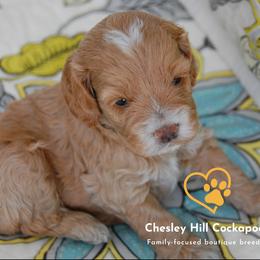 Cockapoo Puppies from Chesley Hill Cockapoos