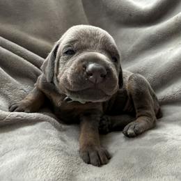 Leilani - Blue and rust female Doberman Pinscher puppy in Brookfield, Wisconsin from Haus of Hound