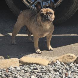 Purah - Fawn and white female French Bulldog puppy in Asheville, North Carolina from MTO KENNELS