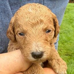 Skor - Apricot female Poodle puppy in St. Johnsbury, Vermont from Poodles of the Northern Woods