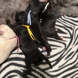 Lime Collar - Black male Goldendoodle puppy in Portland, Tennessee from Happy_Tails_by_TJ