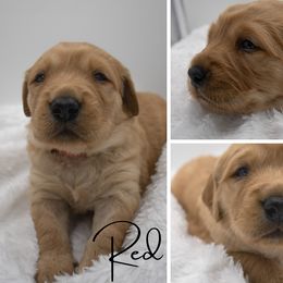 Golden Retriever Puppies from Stormy Hill Golden Retrievers