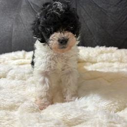 Biscuit - Parti female Poodle puppy in San Antonio, Texas from Sweet as dessert puppies