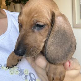 Dachshund All Grown Up from Hotdawgz standard AKC dachshunds