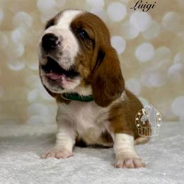 Luigi - Mahogany and white male Basset Hound puppy in Dingess, West Virginia from Tuckers' Howling Hounds
