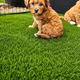 Aussiedoodle, Bernedoodle, Cavapoo, Goldendoodle, and Newfypoo Puppies from Haaspawz