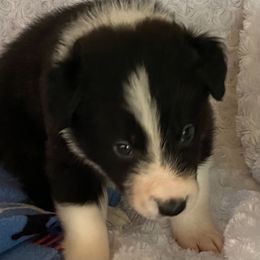 Border Collie Puppies from Ridge Kap Border Collies