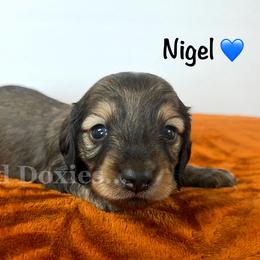 Nigel - Cream male Dachshund puppy in Havana, Florida from Dotted Doxies